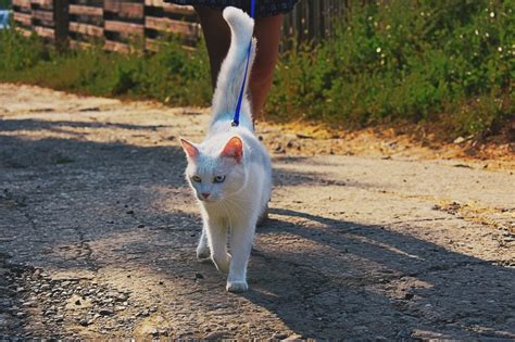 고양이 산책 도망